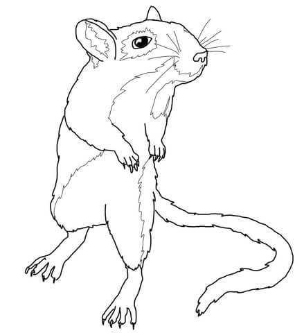 Gerbil Mouse Coloring Page